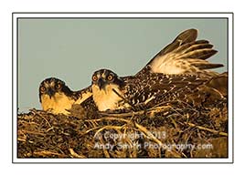 Juvenile ospreys on Nest